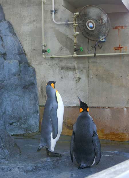扇風機に当たって涼むペンギン